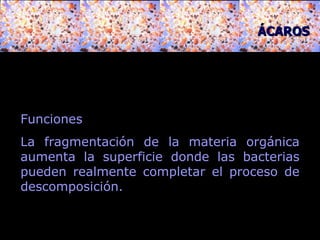 Funciones La fragmentación de la materia orgánica aumenta la superficie donde las bacterias pueden realmente completar el proceso de descomposición.  ÁCAROS 
