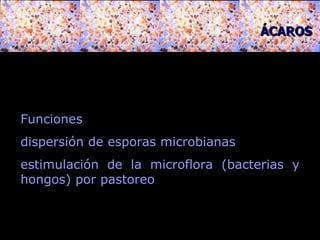 Funciones dispersión de esporas microbianas  estimulación de la microflora (bacterias y hongos) por pastoreo  ÁCAROS 