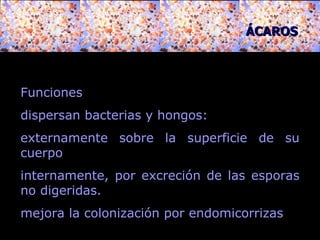 ÁCAROS Funciones dispersan bacterias y hongos : externamente sobre la superficie de su cuerpo  internamente, por excreción de las esporas no digeridas.  mejora la colonización por endomicorrizas  