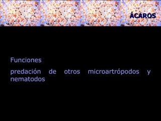 Funciones predación de otros microartrópodos y nematodos  ÁCAROS 