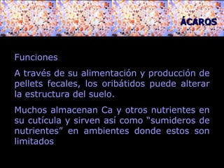 Funciones A través de su alimentación y producción de pellets fecales, los oribátidos puede alterar la estructura del suelo.  Muchos almacena n  Ca y otros nutrientes en su cutícula y sirven así como “sumideros de nutrientes” en ambientes donde estos son limitados  ÁCAROS 