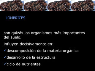 LOMBRICES son quizás los organismos más importantes del suelo,  influ yen decisivamente  en : descomposición de la materia orgánica desarrollo de la estructura ciclo de nutrientes 