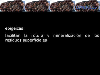epigeicas : facilitan la rotura y mineralización de los residuos superficiales  LOMBRICES 