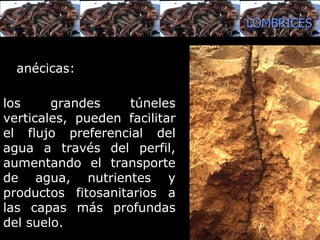 anécicas : los grandes túneles verticales, pueden facilitar el flujo preferencial del agua a través del perfil, aumentando el transporte de agua, nutrientes y productos fitosanitarios a las capas más profundas del suelo.  LOMBRICES 