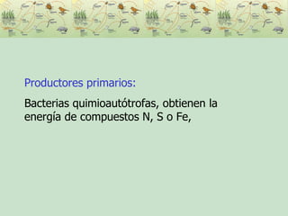 Productores primarios:   Bacterias quimioautótrofas, obtienen la energía de compuestos N, S o Fe,  