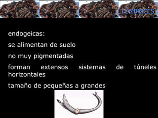 endogeicas : se alimentan de suel o no   muy pigmentadas forman extensos sistemas de túneles horizontales tamaño de pequeñas a grandes  LOMBRICES 