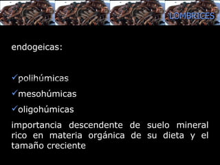 endogeicas : pol ihúmicas meso húmicas oligohúmicas  importancia descendente de suelo mineral rico en materia orgánica de su dieta y el tamaño creciente  poli, meso y oligohúmicas, en función de la importancia descendente de suelo mineral rico en materia orgánica de su dieta y el tamaño creciente   LOMBRICES 