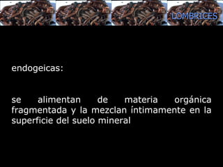 endogeicas : se alimentan de materia orgánica fragmentada y la mezclan íntimamente en la superficie del suelo mineral  LOMBRICES 
