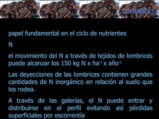 papel fundamental en el ciclo de nutrientes N el movimiento del N a través de tejidos de lombrices puede alcanzar los 150 kg N x ha -1  x año -1   Las deyecciones de las lombrices contienen grandes cantidades de N inorgánico en relación al suelo que los rodea.  A través de las galerías, el N puede entrar y distribuirse en el perfil evitando así pérdidas superficiales por escorrentía LOMBRICES 