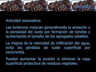estructura del suelo, balance entre su alimentación y su actividad excavadora.  Actividad excavadora Las lombrices mejoran generalmente la aireación y la porosidad del suelo por formación de túneles y aumentando el tamaño de los agregados estables.  La mejora de la velocidad de infiltración del agua, evita las pérdidas de suelo superficial por escorrentía.  Pueden aumentar la erosión si eliminan la capa superficial protectora de residuos vegetales.  LOMBRICES 