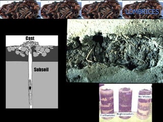 estructura del suelo, balance entre su alimentación y su actividad excavadora.  LOMBRICES 