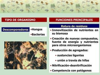 Rotura de residuos Inmovilización de nutrientes en su biomasa Creación de nuevos compuestos, fuente de energía y nutrientes para otros microorganismos Producción de agregados: sustancias ligantes unión a través de hifas Nitrificación-desnitrificación Competencia con patógenos Descomponedores Hongos Bacterias TIPO DE ORGANISMO  FUNCIONES PRINCIPALES 