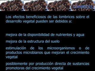 estructura del suelo, balance entre su alimentación y su actividad excavadora.  Los efectos beneficiosos de las lombrices sobre el desarrollo vegetal pueden ser debidos a: mejora de la disponibilidad de nutrientes y agua  mejora de la estructura del suelo estimulación de los microorganismos o de productos microbianos que mejoran el crecimiento vegetal  posiblemente por producción directa de sustancias promotoras del crecimiento vegetal  LOMBRICES 