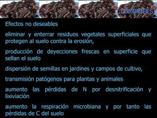 estructura del suelo, balance entre su alimentación y su actividad excavadora.  Efectos no deseables eliminar y enterrar residuos vegetales superficiales que protegen al suelo contra la erosión,  producción de deyecciones frescas en superficie que sellan el suelo dispersión de semillas en jardines y campos de cultivo,  transmisión patógenos para plantas y animales aumento las pérdidas de N por desnitrificación y lixiviación aumento la respiración microbiana y por tanto las pérdidas de C del suelo LOMBRICES 