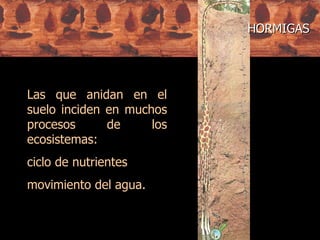Las que anidan en el suelo inciden en muchos procesos de los ecosistemas: ciclo de nutrientes movimiento del agua.  HORMIGAS 