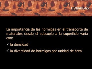La importancia de las hormigas en el transporte de materiales desde el subsuelo a la superficie varía con: la densidad  la diversidad de hormigas por unidad de área HORMIGAS 