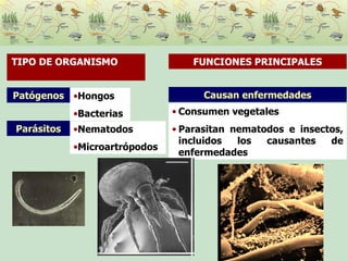 Causan enfermedades Consumen vegetales Parasitan nematodos e insectos, incluidos los causantes de enfermedades Patógenos Hongos Bacterias TIPO DE ORGANISMO  FUNCIONES PRINCIPALES Parásitos Nematodos Microartrópodos 