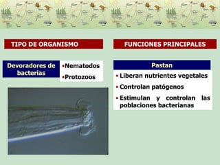 Pastan Liberan nutrientes vegetales Controlan patógenos Estimulan y controlan las poblaciones bacterianas Devoradores de bacterias TIPO DE ORGANISMO  FUNCIONES PRINCIPALES Nematodos Protozoos 