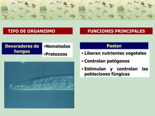 Pastan Liberan nutrientes vegetales Controlan patógenos Estimulan y controlan las poblaciones fúngicas Devoradores de hongos TIPO DE ORGANISMO  FUNCIONES PRINCIPALES Nematodos Protozoos 