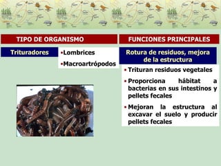 Rotura de residuos, mejora de la estructura Trituran residuos vegetales Proporciona hábitat a bacterias en sus intestinos y pellets fecales Mejoran la estructura al excavar el suelo y producir pellets fecales Trituradores TIPO DE ORGANISMO  FUNCIONES PRINCIPALES Lombrices Macroartrópodos 