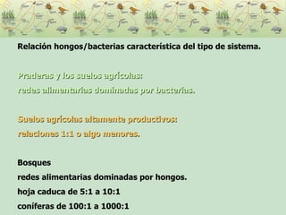 Relación hongos/bacterias característica del tipo de sistema.  Praderas y los suelos agrícolas: redes alimentarias dominadas por bacterias.   Suelos agrícolas altamente productivos:  relaciones 1:1 o algo menores.  Bosques  redes alimentarias dominadas por hongos.  hoja caduca de 5:1 a 10:1 coníferas de 100:1 a 1000:1  