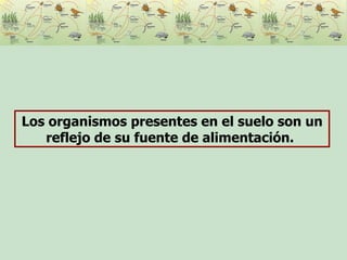 Los organismos presentes en el suelo son un reflejo de su fuente de alimentación.   