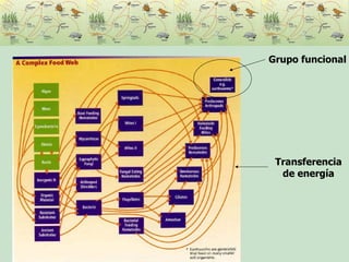 Grupo funcional Transferencia de energía 