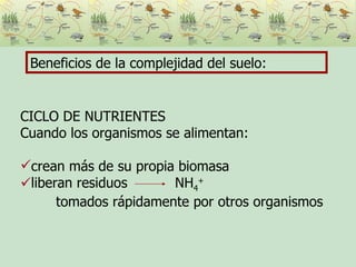 Beneficios de la complejidad del suelo: CICLO DE NUTRIENTES Cuando los organismos se alimentan: crean más de su propia biomasa  liberan residuos  NH 4 +   tomados rápidamente por otros organismos 