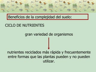 Beneficios de la complejidad del suelo: CICLO DE NUTRIENTES gran variedad de organismos nutrientes reciclados más rápida y frecuentemente entre formas que las plantas pueden y no pueden utilizar. 