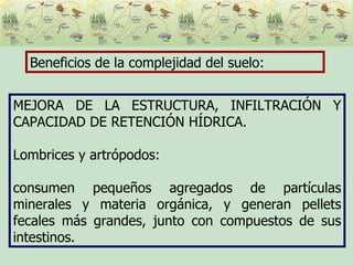 Beneficios de la complejidad del suelo: MEJORA DE LA ESTRUCTURA, INFILTRACIÓN Y CAPACIDAD DE RETENCIÓN HÍDRICA. Lombrices y artrópodos: consumen pequeños agregados de partículas minerales y materia orgánica, y generan pellets fecales más grandes, junto con compuestos de sus intestinos. 
