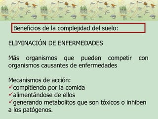 Beneficios de la complejidad del suelo: ELIMINACIÓN DE ENFERMEDADES Más organismos que pueden competir con organismos causantes de enfermedades Mecanismos de acción: compitiendo por la comida alimentándose de ellos generando metabolitos que son tóxicos o inhiben a los patógenos. 