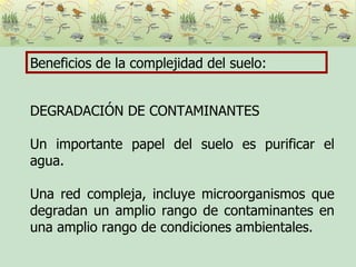 Beneficios de la complejidad del suelo: DEGRADACIÓN DE CONTAMINANTES Un importante papel del suelo es purificar el agua.  Una red compleja, incluye microorganismos que degradan un amplio rango de contaminantes en una amplio rango de condiciones ambientales. 