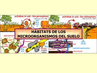 HÁBITATS DE LOS MICROORGANISMOS DEL SUELO 