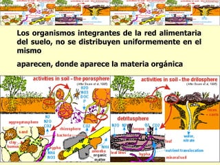 Los organismos integrantes de la red alimentaria del suelo, no se distribuyen uniformemente en el mismo  aparecen, donde aparece la materia orgánica  