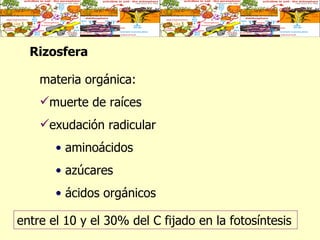 Rizosfera   materia orgánica: muerte de raíces  exudación radicular aminoácidos azúcares ácidos orgánicos  entre el 10 y el 30% del C fijado en la fotosíntesis  