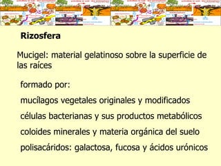 Rizosfera   Mucigel: material gelatinoso sobre la superficie de las raíces  formado por: mucílagos vegetales originales y modificados células bacterianas y sus productos metabólicos coloides minerales y materia orgánica del suelo polisacáridos: galactosa, fucosa y ácidos urónicos  