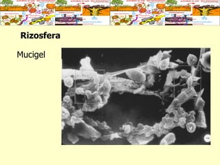 Rizosfera   Mucigel 