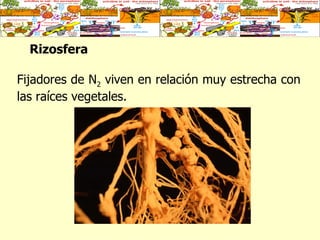 Rizosfera   Fijadores de N 2  viven en relación muy estrecha con las raíces vegetales.  