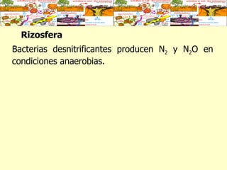 Rizosfera   Bacterias desnitrificantes producen N 2  y N 2 O en condiciones anaerobias.  