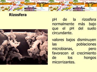 Rizosfera   pH de la rizosfera normalmente más bajo que el pH del suelo circundante.  valores bajos disminuyen las poblaciones microbianas, pero favorecen el crecimiento de los hongos micorrizantes. 