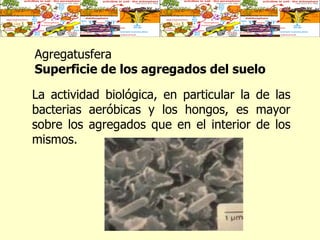 Agregatusfera  Superficie de los agregados del suelo La actividad biológica, en particular la de las bacterias aeróbicas y los hongos, es mayor sobre los agregados que en el interior de los mismos.  