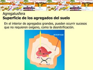 Agregatusfera  Superficie de los agregados del suelo En el interior de agregados grandes, pueden ocurrir sucesos que no requieren oxígeno, como la desnitrificación.  