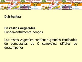 Detritusfera En restos vegetales Fundamentalmente hongos  Los restos vegetales contienen grandes cantidades de compuestos de C complejos, difíciles de descomponer  