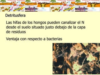 Detritusfera Las hifas de los hongos pueden canalizar el N desde el suelo situado justo debajo de la capa de residuos Ventaja con respecto a bacterias 