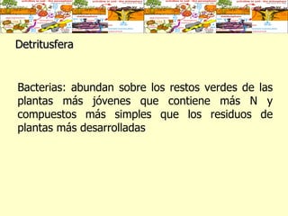 Detritusfera Bacterias: abundan sobre los restos verdes de las plantas más jóvenes que contiene más N y compuestos más simples que los residuos de plantas más desarrolladas  
