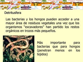 Detritusfera Las bacterias y los hongos pueden acceder a una mayor área de residuos vegetales una vez que los organismos “excavadores” han partido los restos orgánicos en trozos más pequeños. Más importante para bacterias que para hongos (penetran menos en los tejidos) 