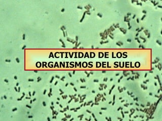ACTIVIDAD DE LOS ORGANISMOS DEL SUELO 