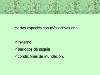 ciertas especies son más activas en: invierno periodos de sequía  condiciones de inundación. 