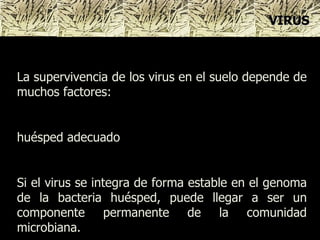 La supervivencia de los virus en el suelo depende de muchos factores: huésped adecuado Si el virus se integra de forma estable en el genoma de la bacteria huésped, puede llegar a ser un componente permanente de la comunidad microbiana.  VIRUS 