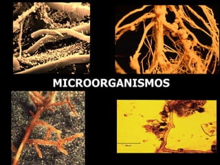 MICROORGANISMOS 